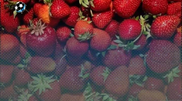 خبير تغذية يكشف مخاطر الفراولة ويصفها بأسوأ الفواكه!